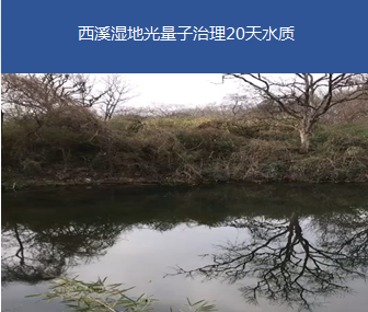 黑臭景觀(guān)水體-杭州西溪濕地某池塘治理項(xiàng)目